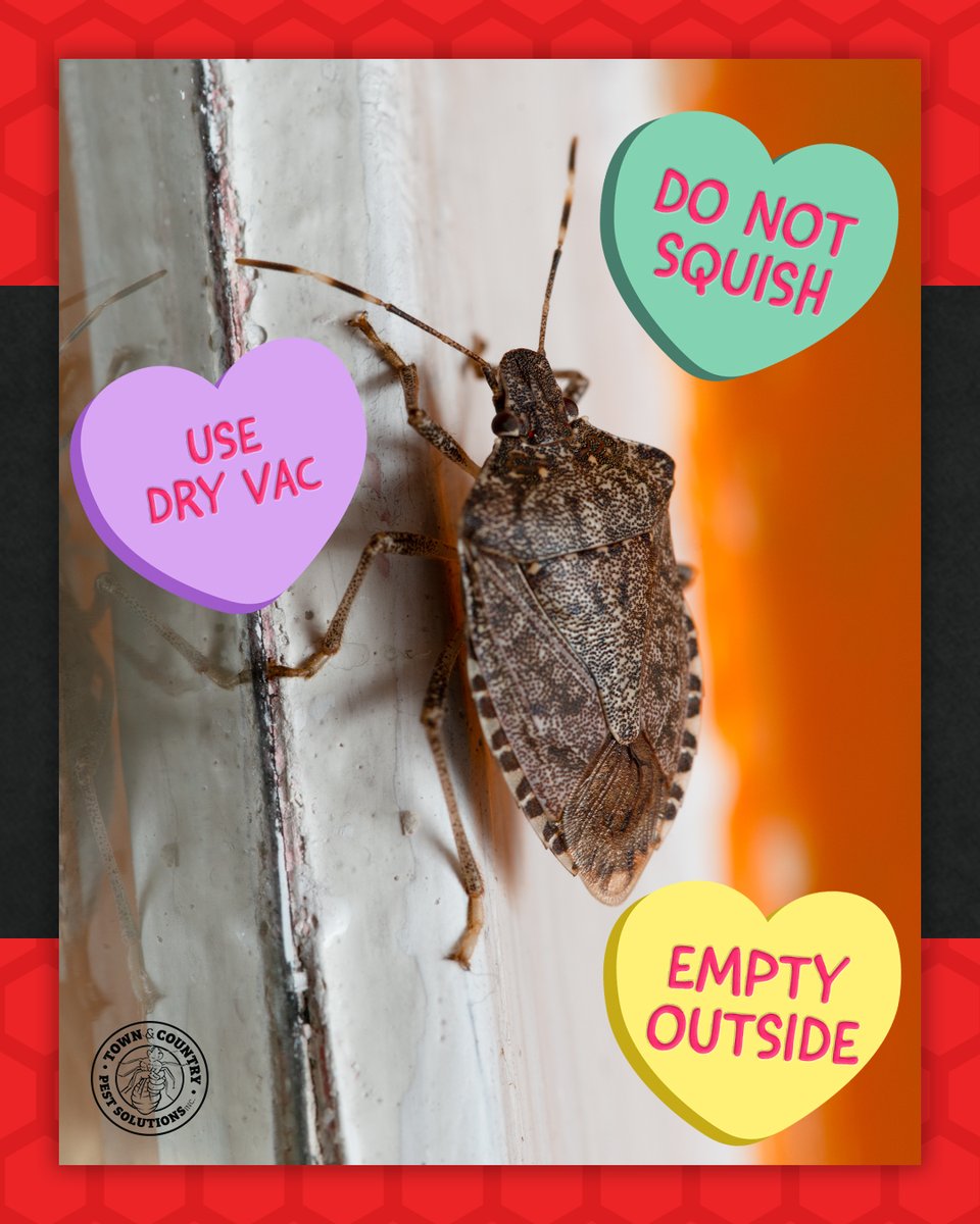 townandcountrypest tweet media