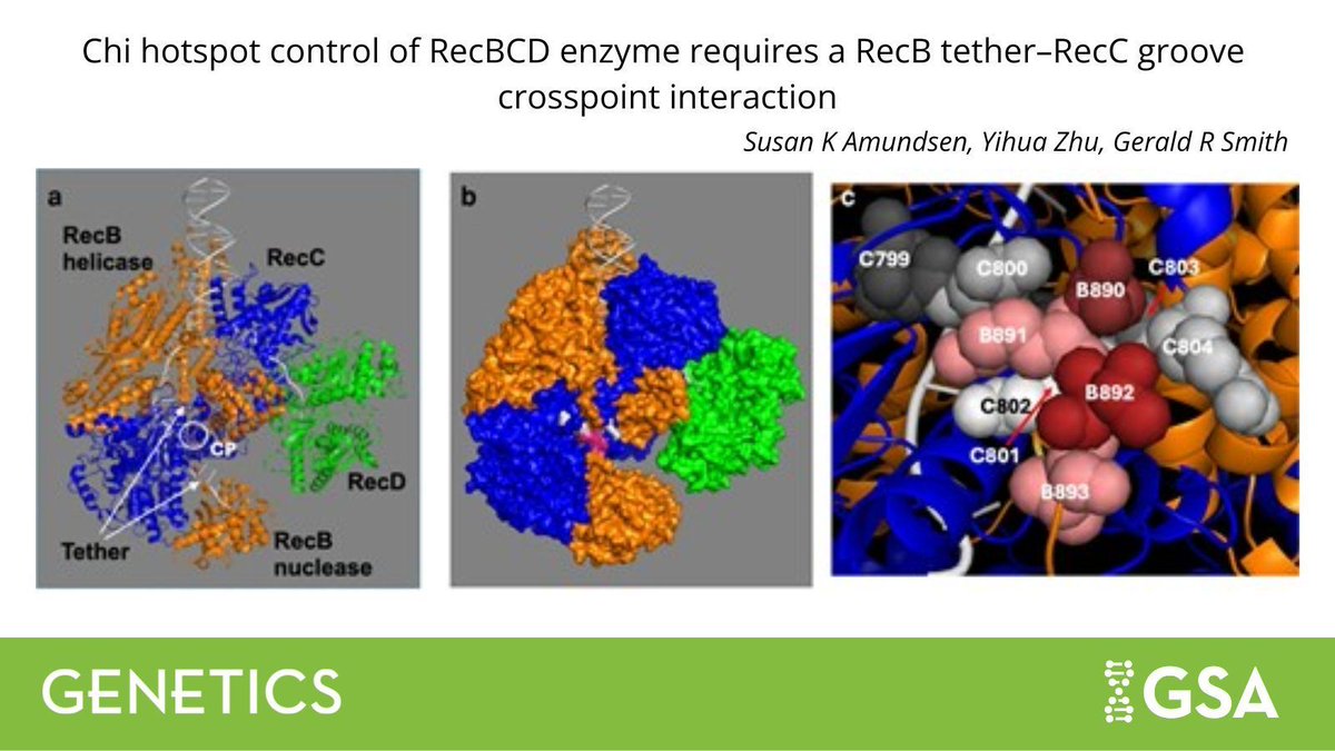 GeneticsGSA's tweet image. A structural analysis of #Ecoli RecBCD enzyme reveals a new RecB tether–RecC groove crosspoint interactions required for Chi recombination hotspot sequence regulation. buff.ly/D2pxGZS