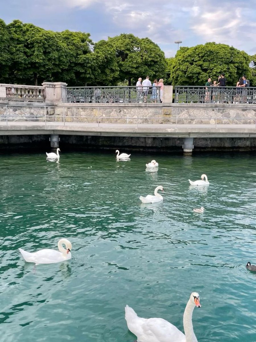 MozartCultures's tweet image. zurich, switzerland