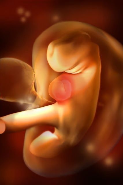 NucleusMedArt's tweet image. Fetal Development: Week by Week provides 3D Images of each stage of  growth and milestones throughout pregnancy.

Week 05 in Fetal Development - Embryo Taking Shape 

#3DImages #FetalDevelopment #PrenatalDevelopment #GestationalGrowth