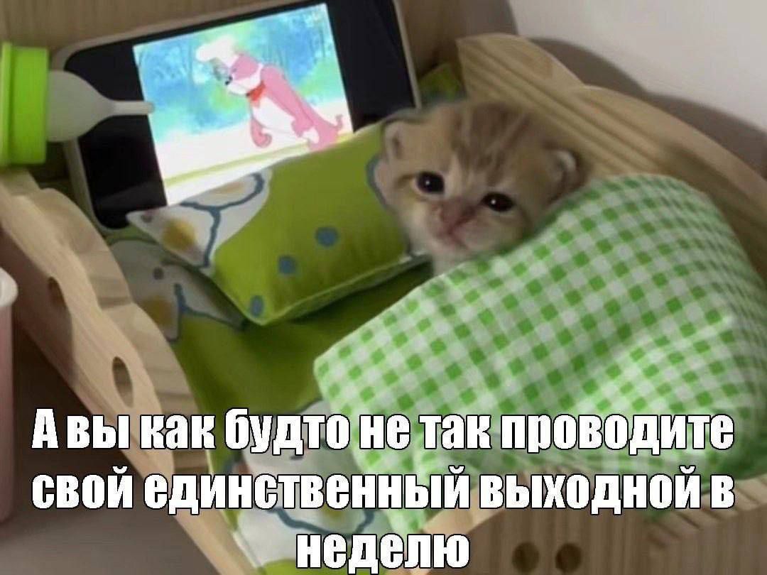 cats, i love cats (@catsilcats) on Twitter photo 