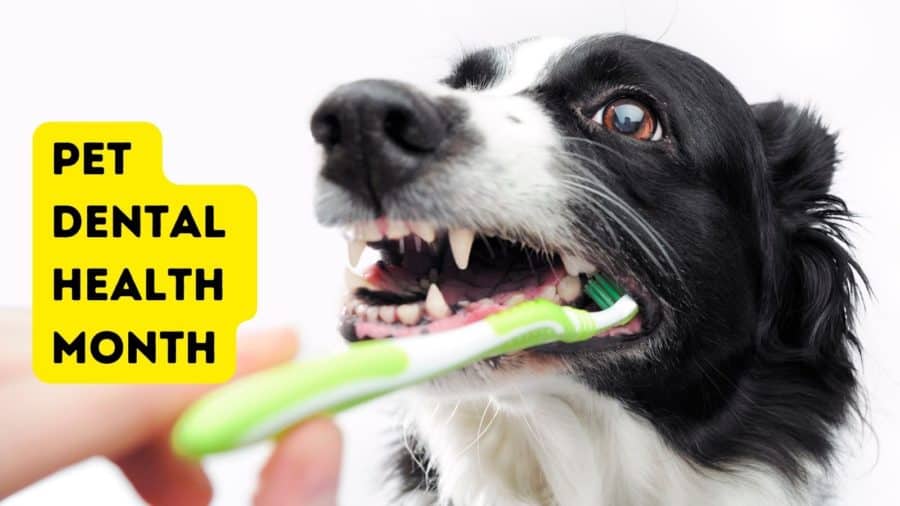 Did you know that by the age of two 80 percent of dogs have some form of periodontal disease? In observance of Pet Dental Health Month, here are 5 tips that will help to keep your canine companions teeth healthy dogtipper.com/stinky-dog-bre…