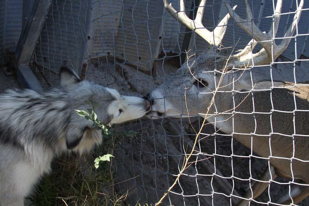 (POLL IN PINNED) Deer in Places they Shouldn't Be tweet media