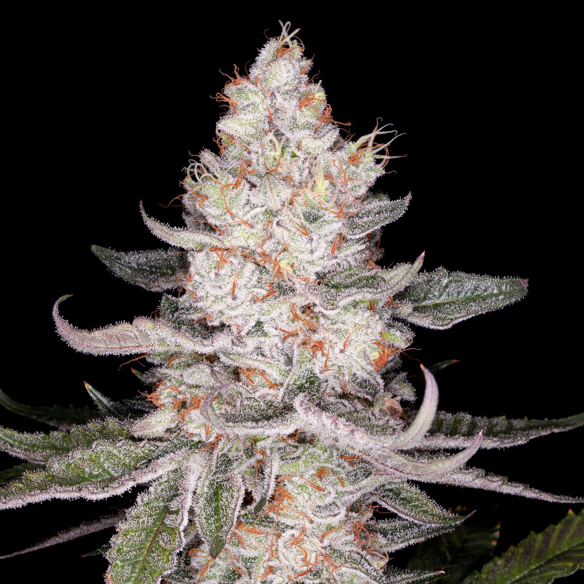 Dark Passenger (F1) feminized seeds
(Trinity Kush (heirloom clone only cut) x Romulan

Trinity Lineage: seedfinder.eu/en/strain-info…

Coming March 13th, 2026

Skunk Spray terp lovers get ready! 🦨🔥
