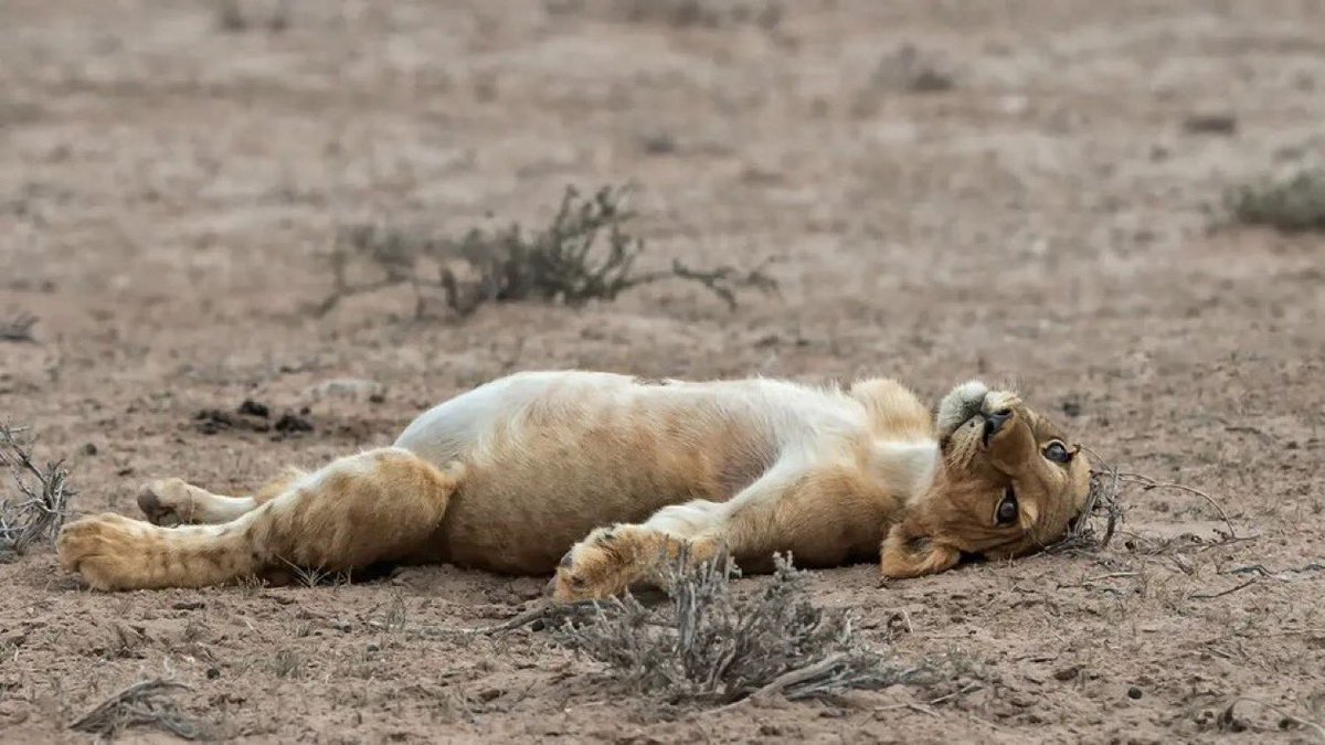 KRONIK Insights tweet media