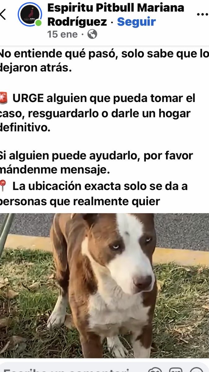 ATENCIÓN ‼️ Este perrito vivía dentro de una obra, la terminaron y ahora intenta entrar al edificio construido, como no lo dejan, permanece en camellón de enfrente y llora x las noches. Es tranquilo con otros perros URGE RESGUARDO