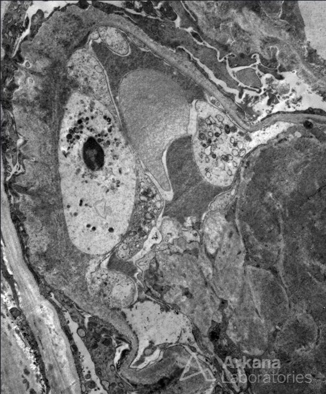 Arkana Laboratories tweet media