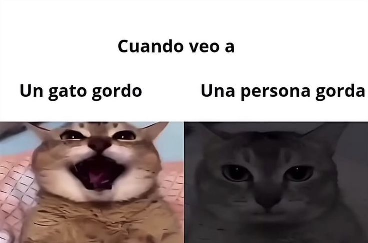 𝘒𝘢𝘨𝘶𝘺𝘢 𝘚𝘢𝘮𝘢 𝘍𝘢𝘯 ~愛~ (@kaguyasama_fan) on Twitter photo 