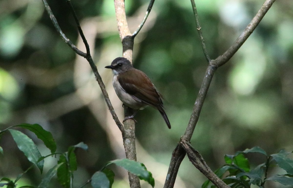 ConQuestbirding's tweet photo. Brown-chested Alethe, a common silent bird in the forest, is usually encountered feeding on the ground #BirdsSeenIn2026 #birds #birdflash https://t.co/uu1sWgzEzE