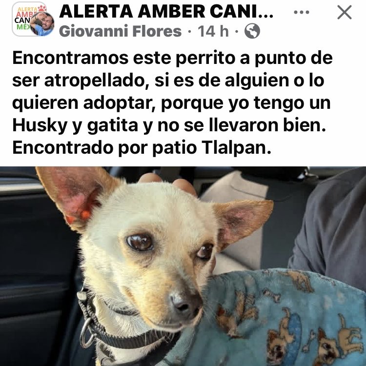 AlejandraVegaF5's tweet image. ATENCIÓN TLALPAN ‼️ Encintrado y resguardado
