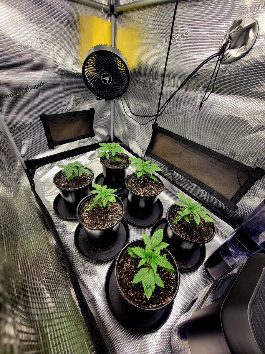 Trent'sGotAGarden tweet media