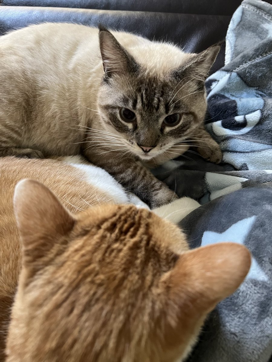 Meow.

Here’s a pic of some cats.  💙🦕