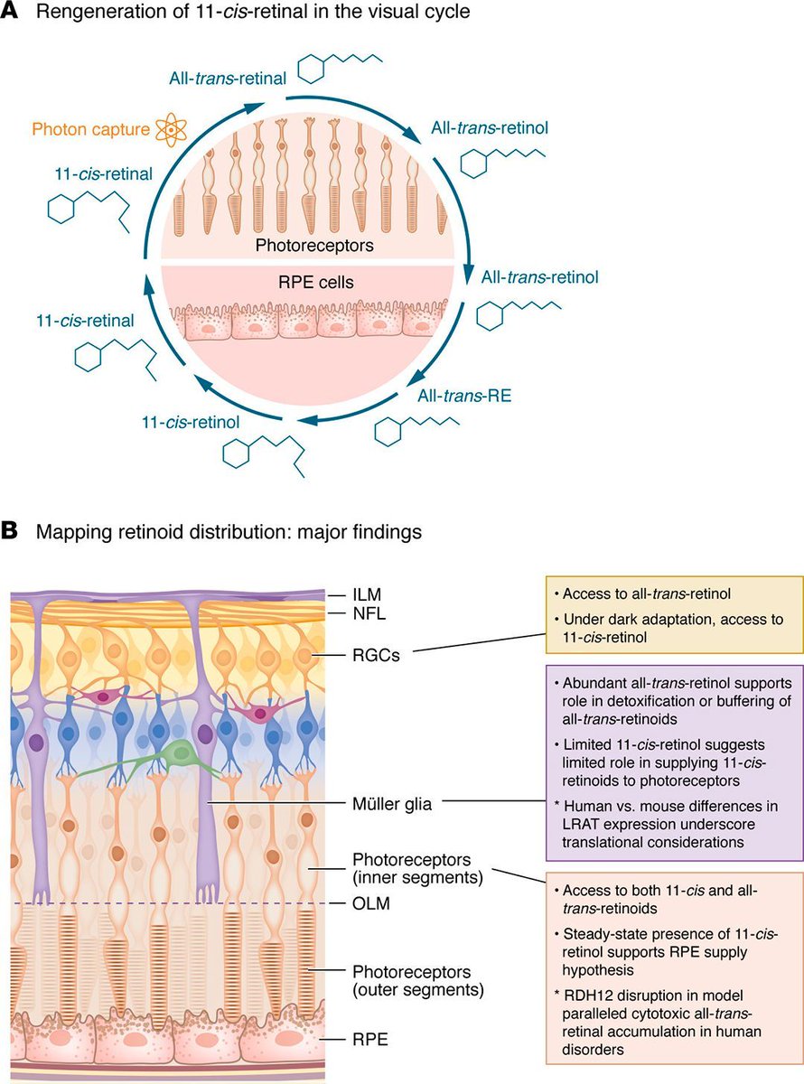jclinicalinvest's tweet image. Illuminating retinoid flux in the neurosensory #retina: doi.org/10.1172/JCI201…

Commentary by Ala Moshiri &amp;amp; Akrit Sodhi @HopkinsMedicine on Zachary J. Engfer et al.: doi.org/10.1172/JCI198…