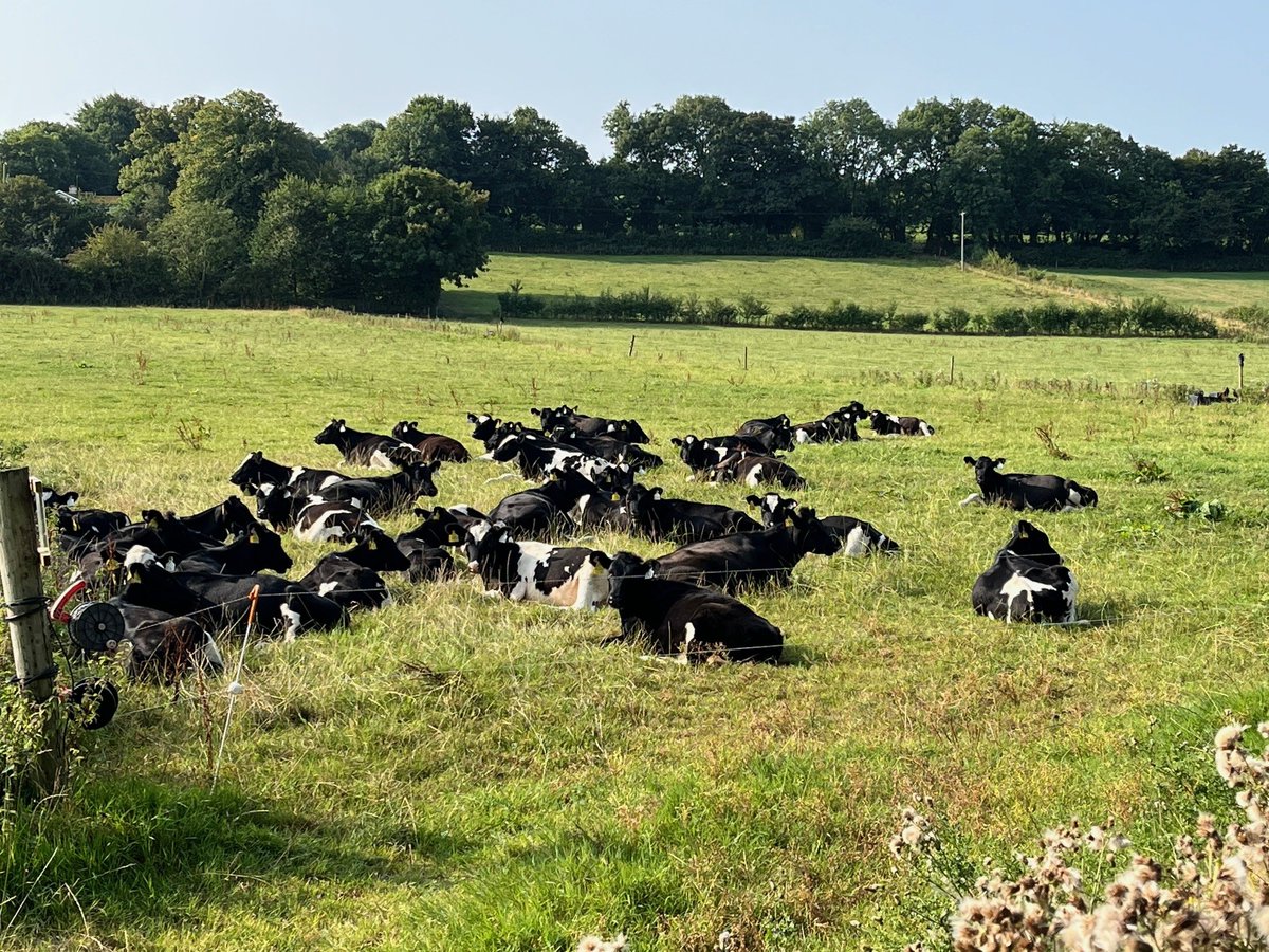 CAP Network Ireland tweet media