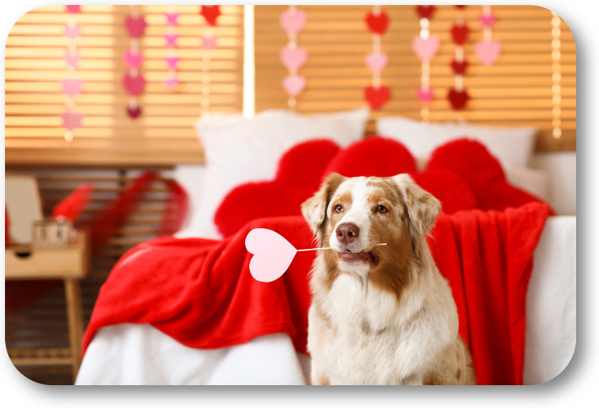 NoGaDogTraining's tweet photo. How Do I Plan the Perfect Valentine’s Day for My Dog? Plan simple, “we time” for you and your dog. #dogtraining #dogtrainer #dogtrainingnearme #homedogtraining #obediencetraining https://t.co/Biwpt5aG6J https://t.co/TnP3mYMcEn