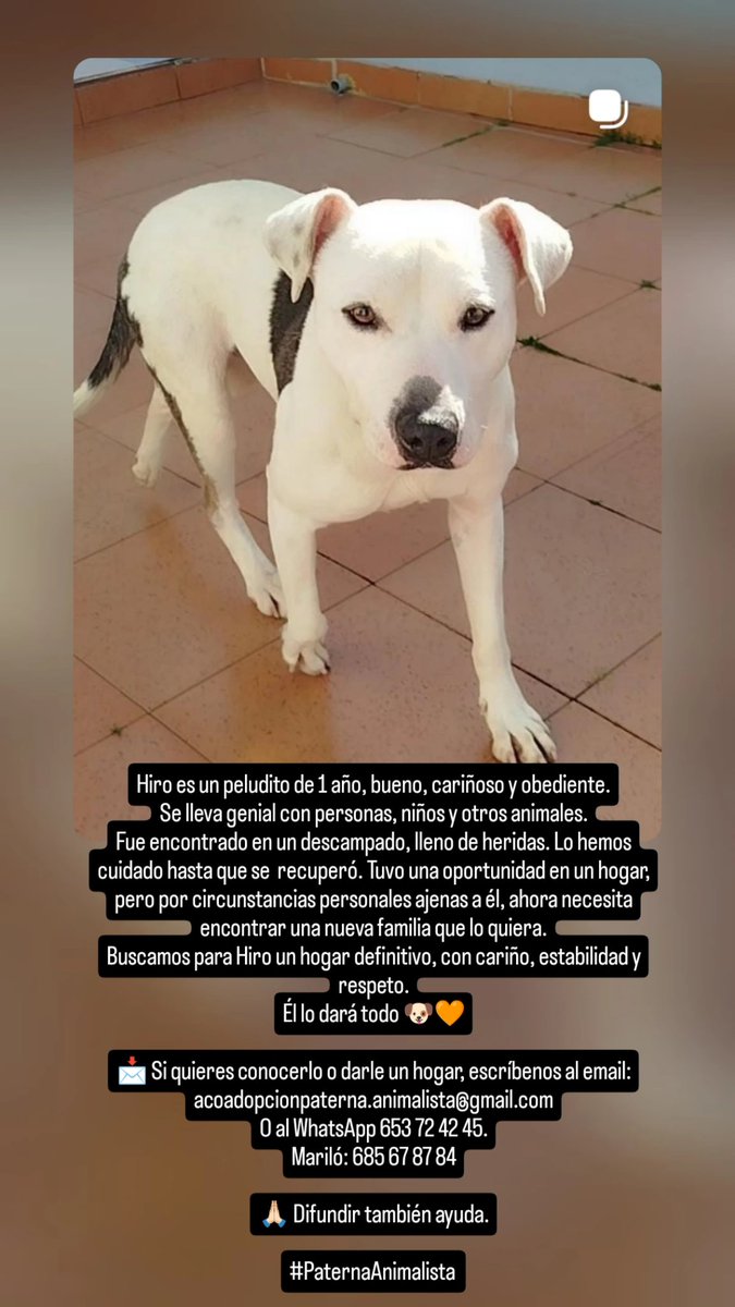Este amigo necesita nuestra ayuda, vuestra ayuda. ¿Le echamos una patita para encontrar un hogar? Dad mucha difusión por favor.