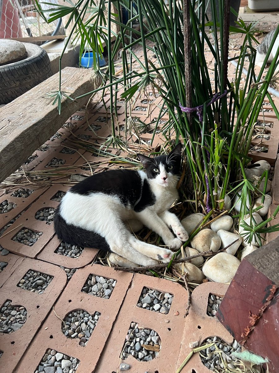 🐾DÁTIL en adopción
📍Sueca, València
Está buscando un hogar donde poder crecer rodeado de tranquilidad y cuidados🏡💖.
Es un gato joven que merece la oportunidad de dejar atrás el refugio y empezar una nueva vida.🌟
📌 Protocolo: bit.ly/ProtocoloAdopc…
📲 WhatsApp: 621 260 314