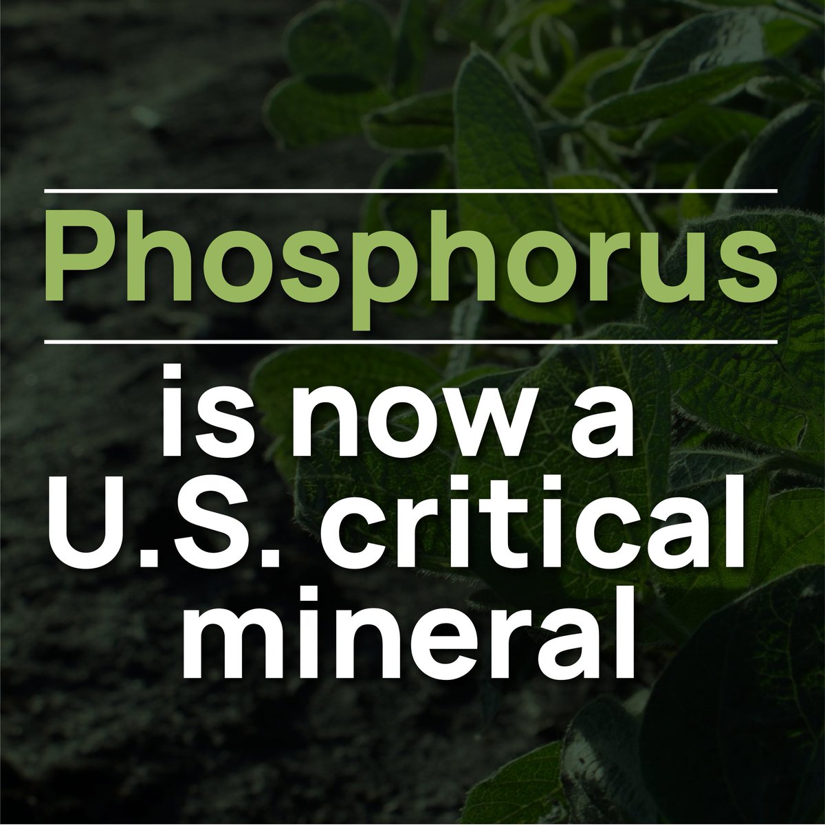 RhizoSorb tweet media