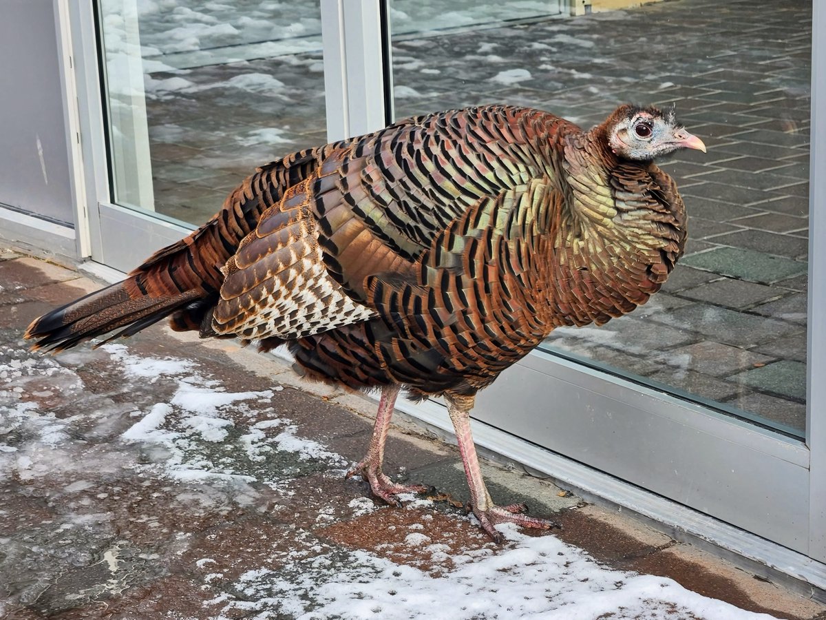 Manhattan Bird Alert tweet media