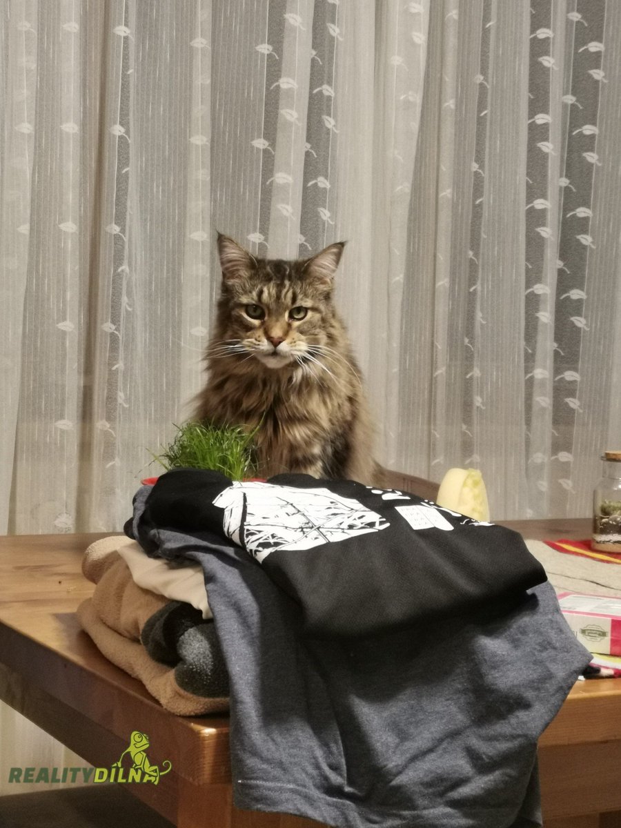 Už jste někdo slyšel, že jsem alergický na kočky? 🐯
Jsem, ale tak zvláštně. 10x pohoda a 1x sekundu od smrti 🤗
P.S. ten byt, kde na Budějárne hlídám kočku bude za cca 2-3 týdny k pronájmu.
Hlídání koček, je také služba realitního makléře 😁
#realitydílna #cat