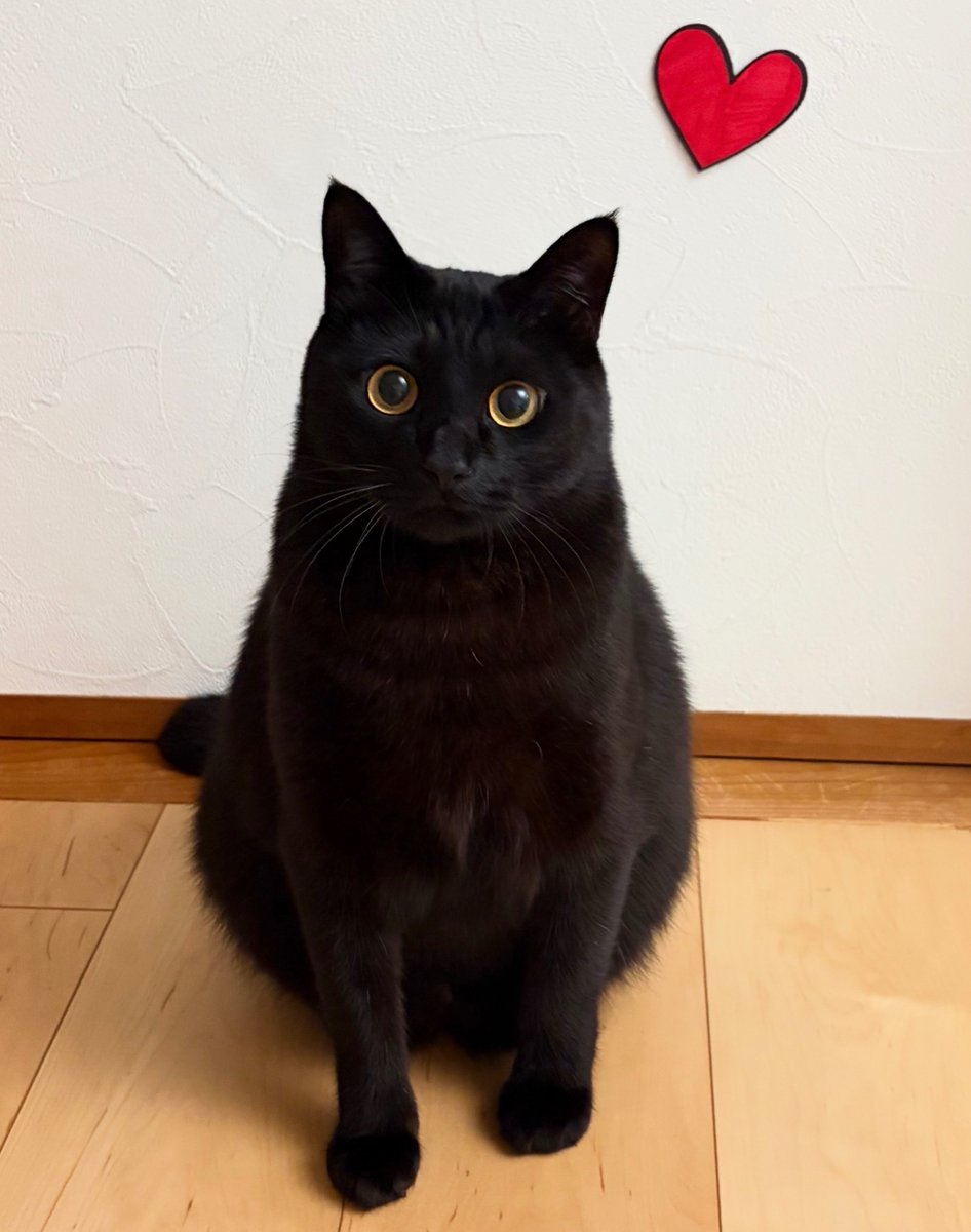 おやつもらえるかにゃ？

#Valentine