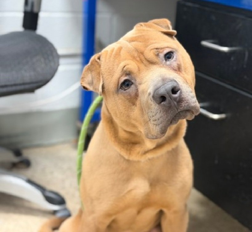 MSC1111's tweet photo. @MorgFairsdogs Nuevo 244513 ONLY 2  OLD 💔NYCACC
#NoOneCame #NoBodyCame
You weren’t “behavior.” You were stress in a cage.
You waited. You tried. You still hoped—
and they’re ready to end your life instead of giving you one.
#PullRequest #AdoptionUrgent #ShelterDogs  #HelpSaveMe  #ShareToSave https://t.co/GGWQT1J6mI