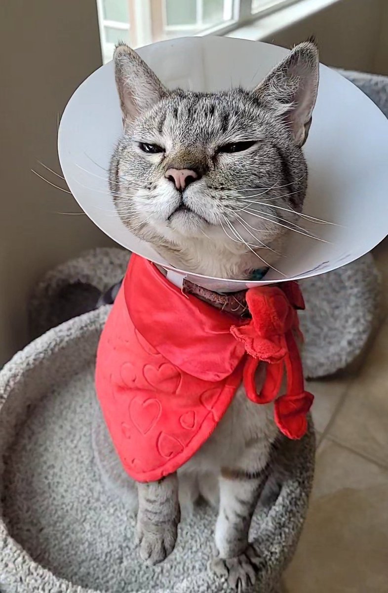 International Cat House, LLC tweet media