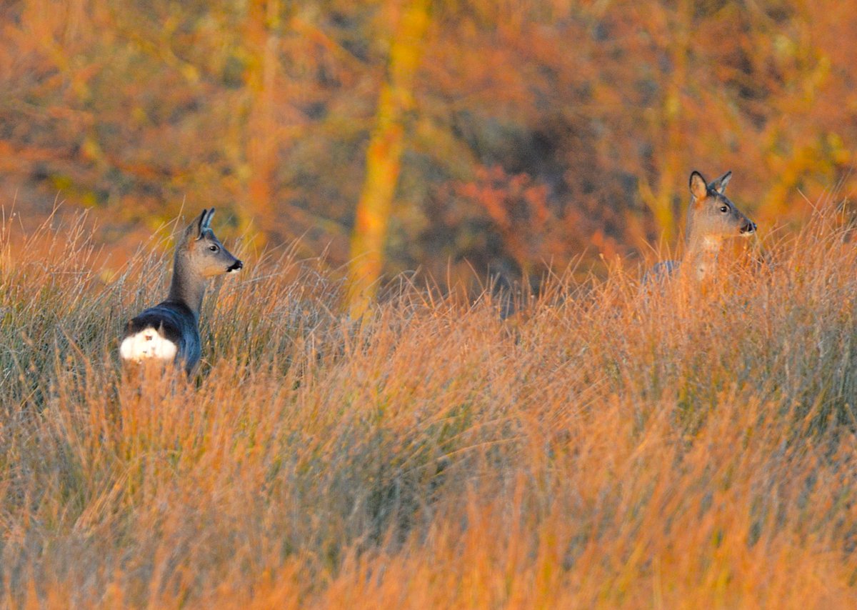 Keith Broomfield tweet media