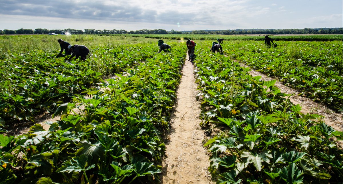 A report is calling for urgent action from the agricultural and horticultural industry, government and the education sector to address the ongoing threat of skills and labour shortages in the food and farming industry. champ.ly/UfNAVA9M