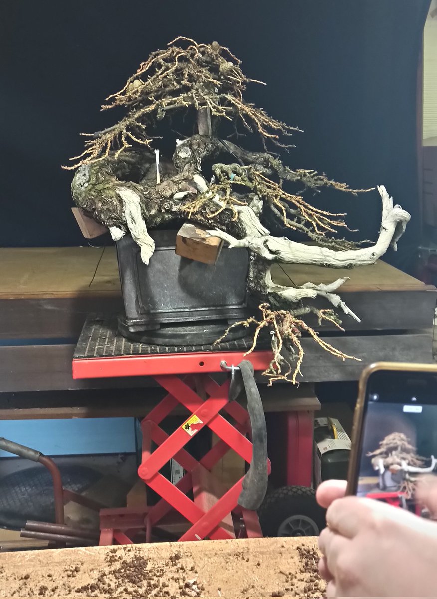 Tempore_imago's tweet photo. Larix repot https://t.co/KnrQxb6hHf