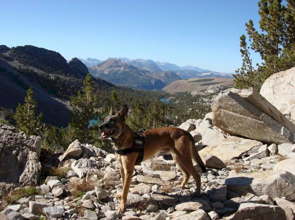 Honoring Army MWD Conan SOF, Unknown - February 12, 2010, Killed In Action, Afghanistan, OEF