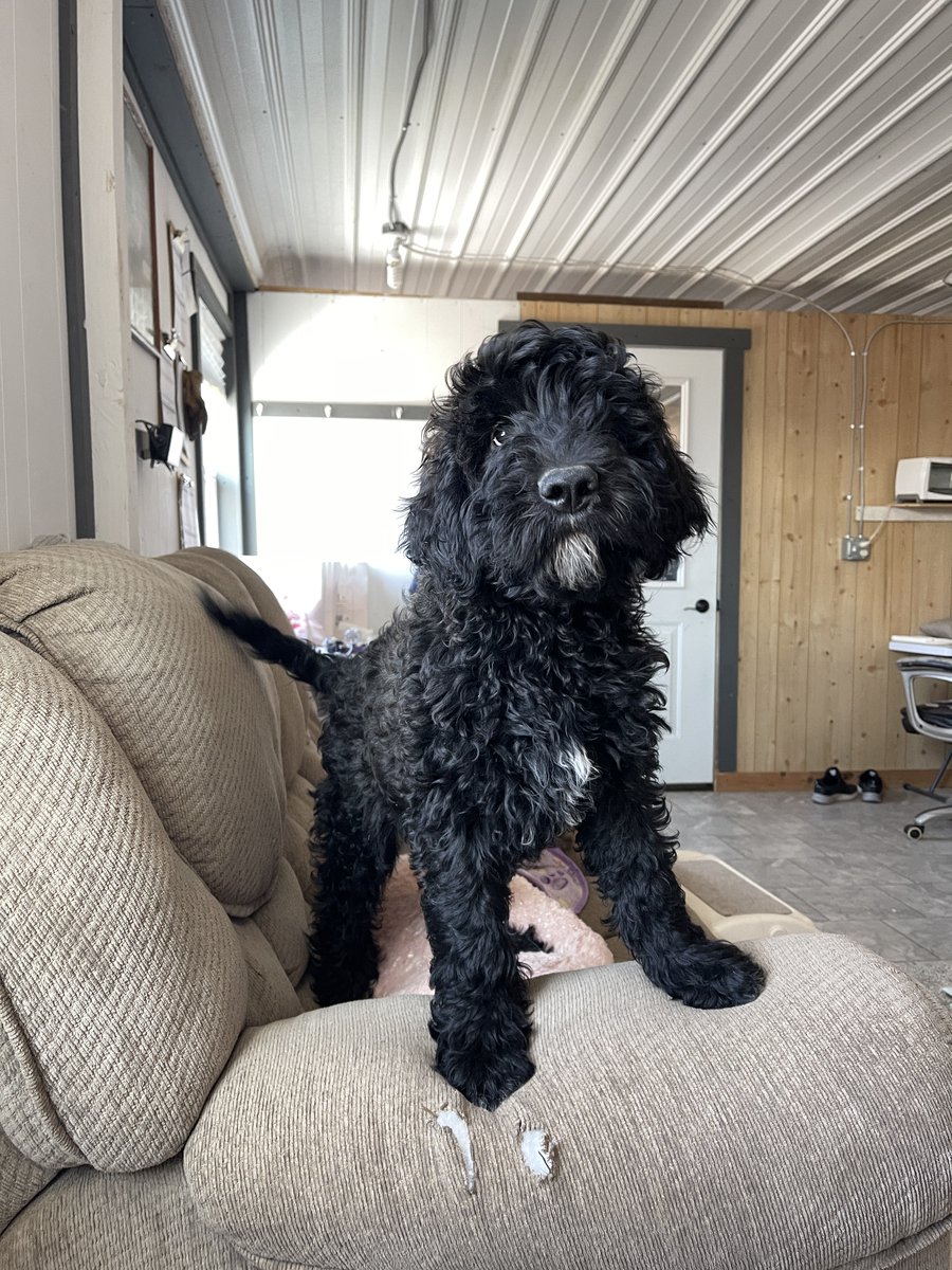 true_doodles's tweet photo. If you're seeking emotional support or a companion to help navigate challenging days, look no further than this sweet, mellow puppy.

If you'd like to meet Oreo in person or via FaceTime, we would be delighted to accommodate. https://t.co/YopdTaRlQj https://t.co/x50ZHupEWv