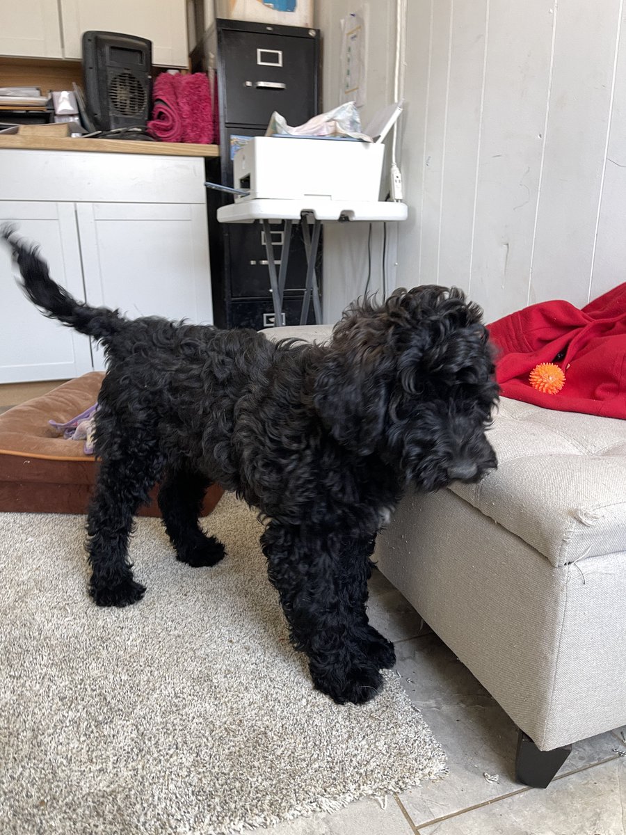 true_doodles's tweet photo. If you're seeking emotional support or a companion to help navigate challenging days, look no further than this sweet, mellow puppy.

If you'd like to meet Oreo in person or via FaceTime, we would be delighted to accommodate. https://t.co/YopdTaRlQj https://t.co/x50ZHupEWv
