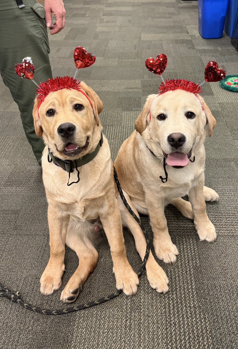 FCSO Crisis K9 tweet media