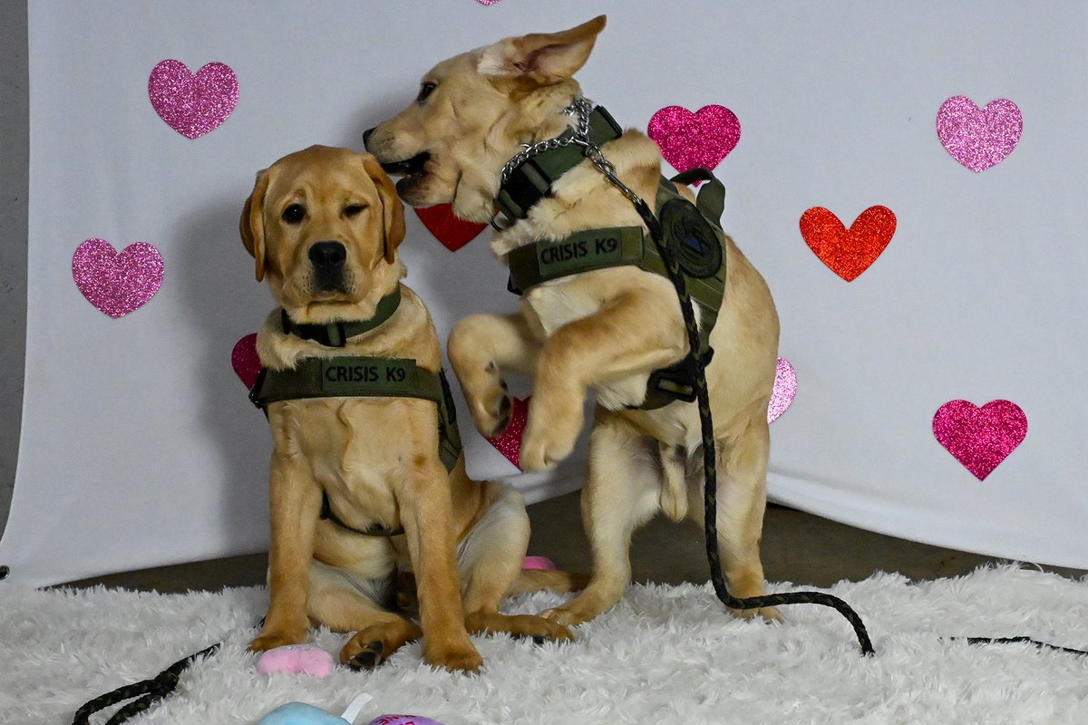 FCSO Crisis K9 tweet media