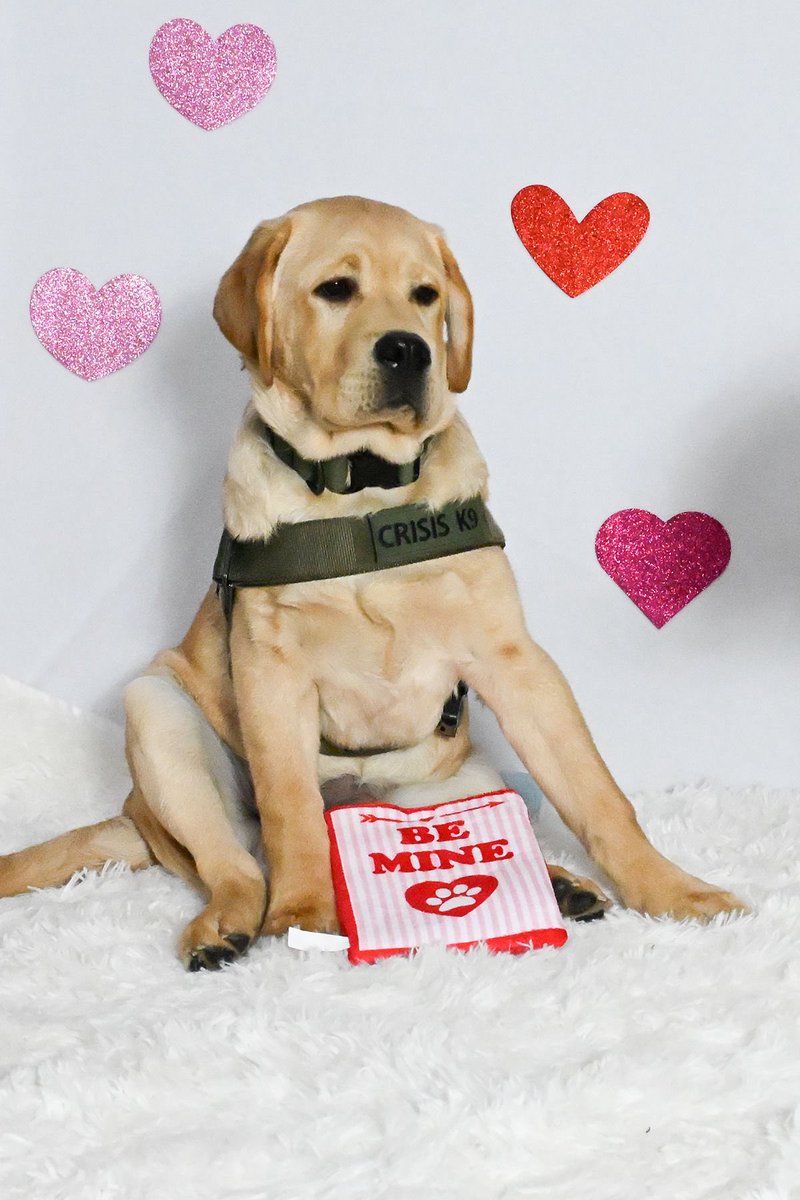 FCSO Crisis K9 tweet media