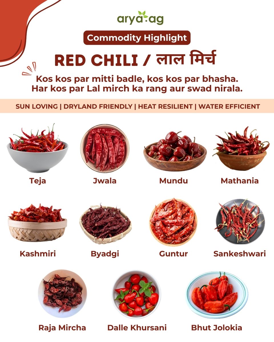 aryadotag's tweet image. Red chilli feels native to our food and language.
In the field, it demands care.
Heat suits it. Volatility follows it.

For farmers, it is not just spice.
It is risk managed each season.

#RedChilli #IndianAgriculture #SmallholderFarmers #AgriCrops #AryaAg #AryaTech