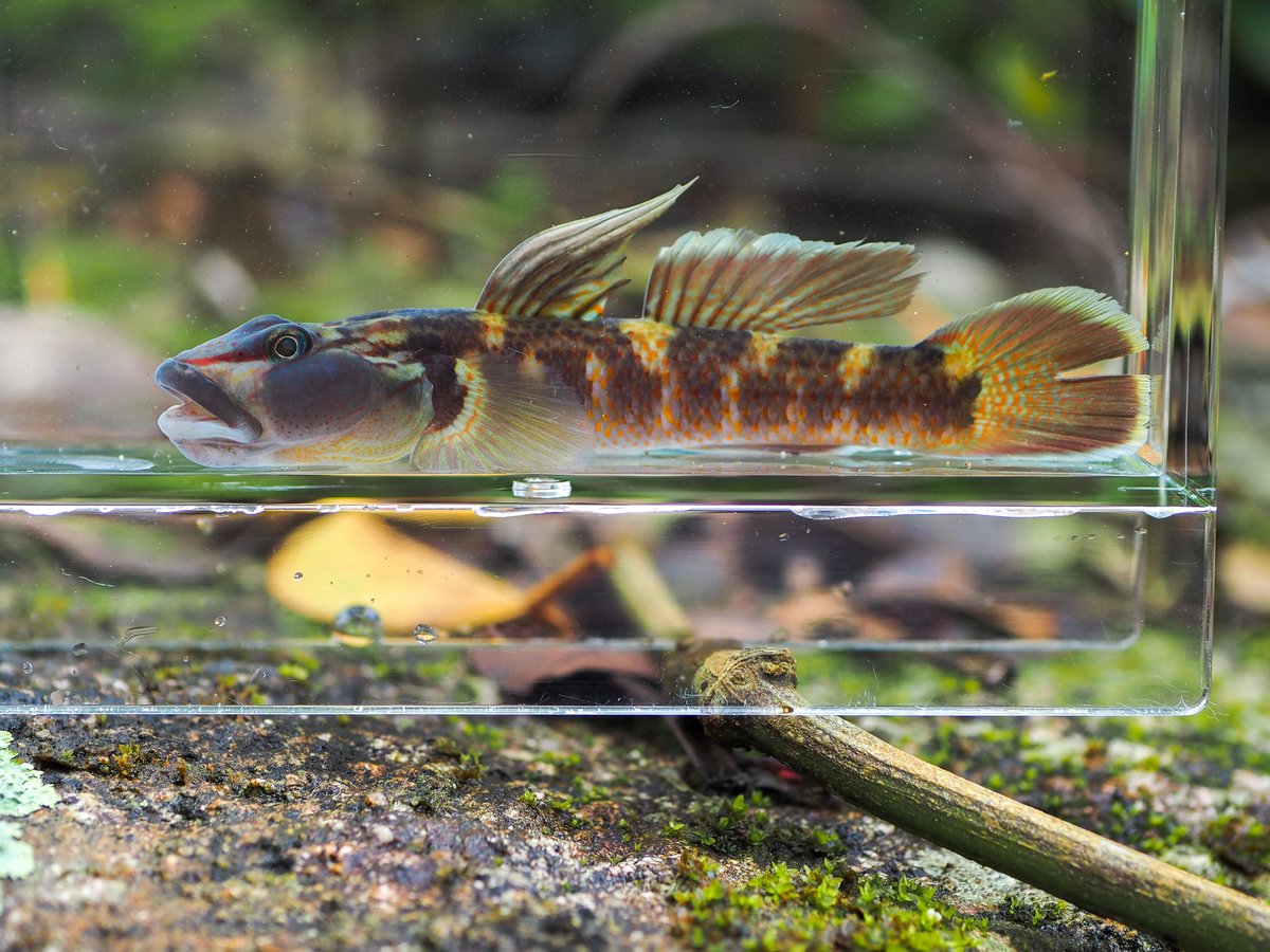 2年前と同じ場所、同じ石の下から釣ったクロヨシノボリが同一個体だった。体が少し太くいかつくなり、第一背鰭の赤い模様が増えた。何年ぐらい生きるものなのだろう
2026年2月←｜→2024年5月