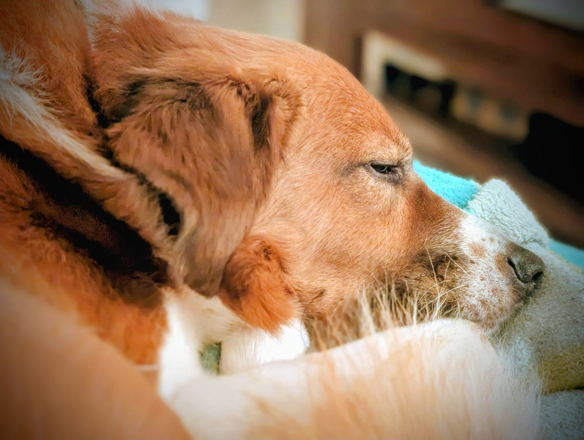 Es ist Freitag und somit Zeit für den #FlauschZumWochenende