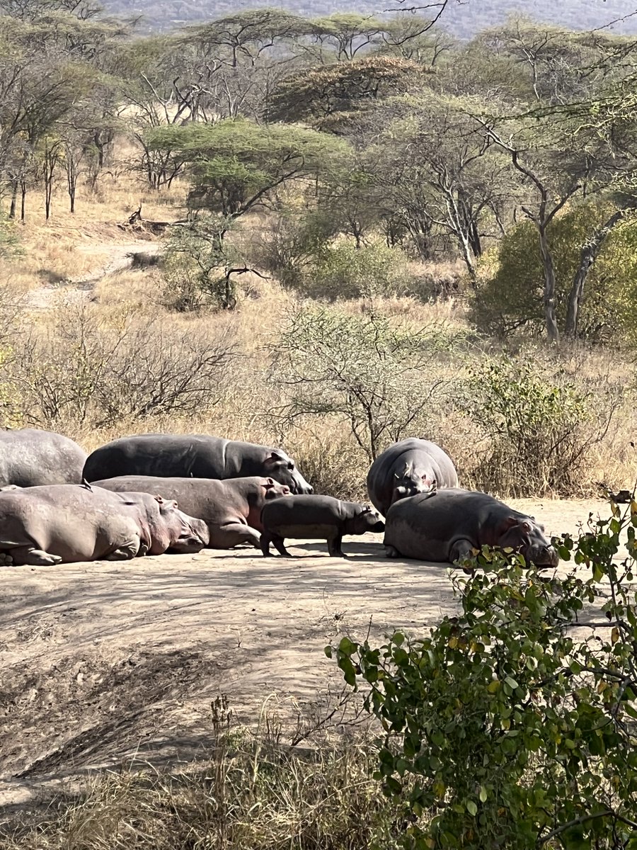 joanetosh's tweet photo. @worldhippoday https://t.co/Vv1C3kpf3n