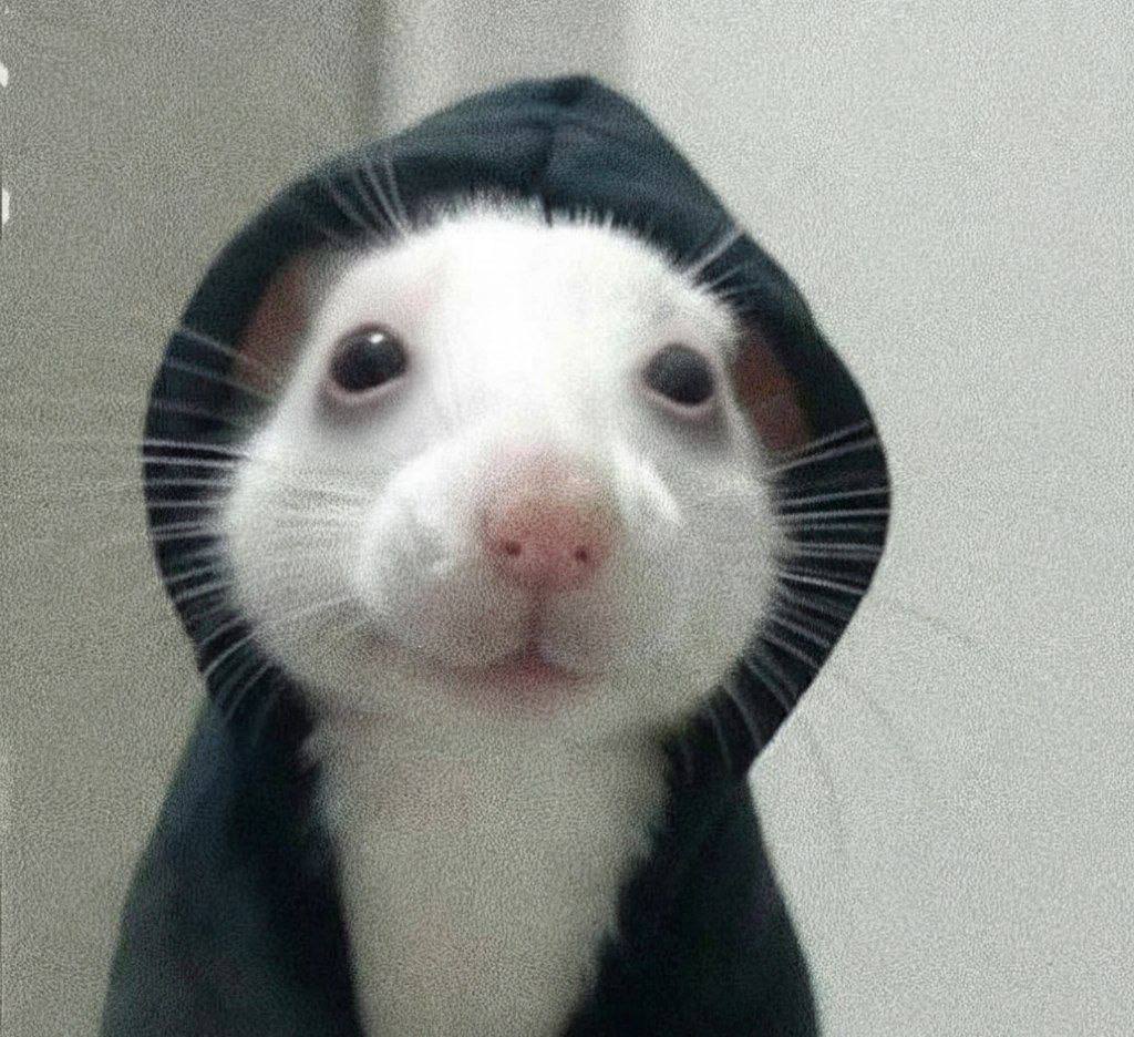 $hoodrat

hood stays on