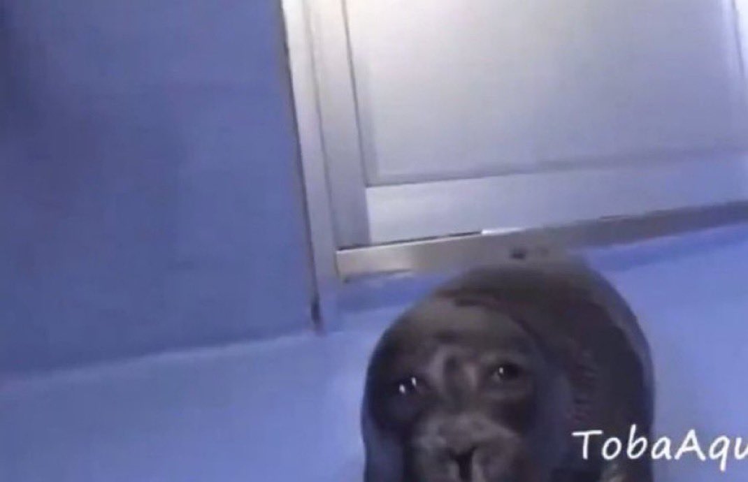 melonnexus (@toxicpatto) on Twitter photo 