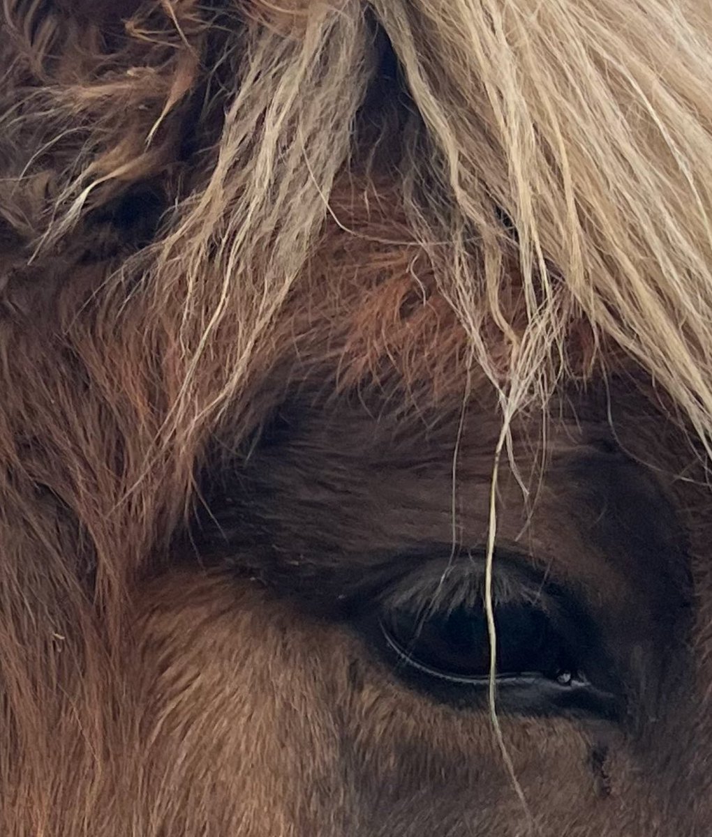 themossboss_'s tweet photo. @honkbeep_ he’s my pony and his eyelashes are blonde just like his mane 🥺 (I ADORE YOUR HORSE SHE’s LOVELY!!) https://t.co/cjePUs1o1M