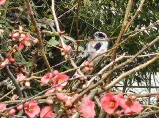 Les 2 surprises florales du jour en compagnie d'une tribu de longues queues; mes mésanges préférées. 
Une journée jardin à anticiper .... 
Pour l'heure, nous laissons les clefs du jardin à la nature  jusque Lundi. D'ici là portez vous bien🍀.