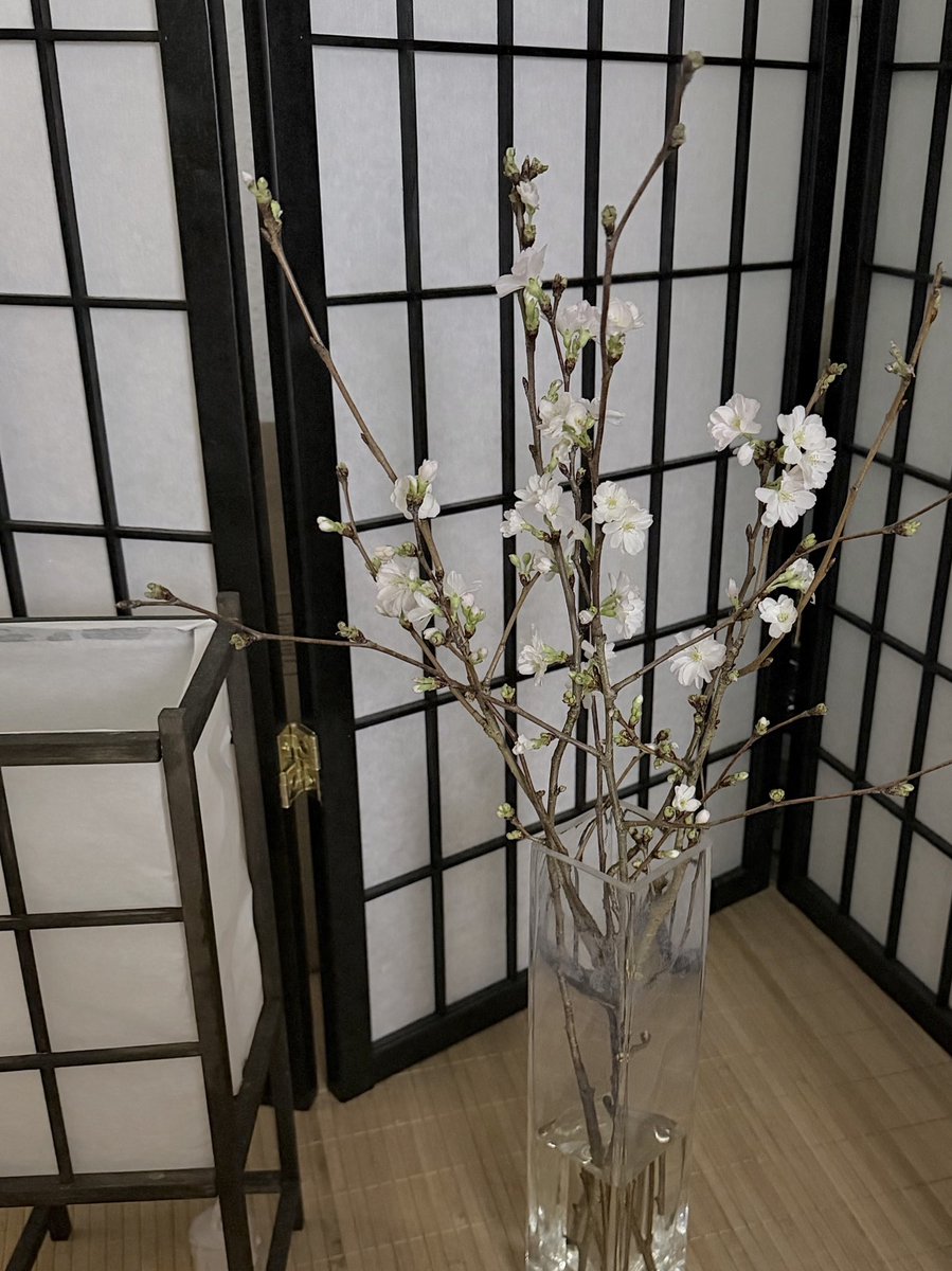 .ೃ🪼risa ˚₊‧ ଳ⋆. tweet media