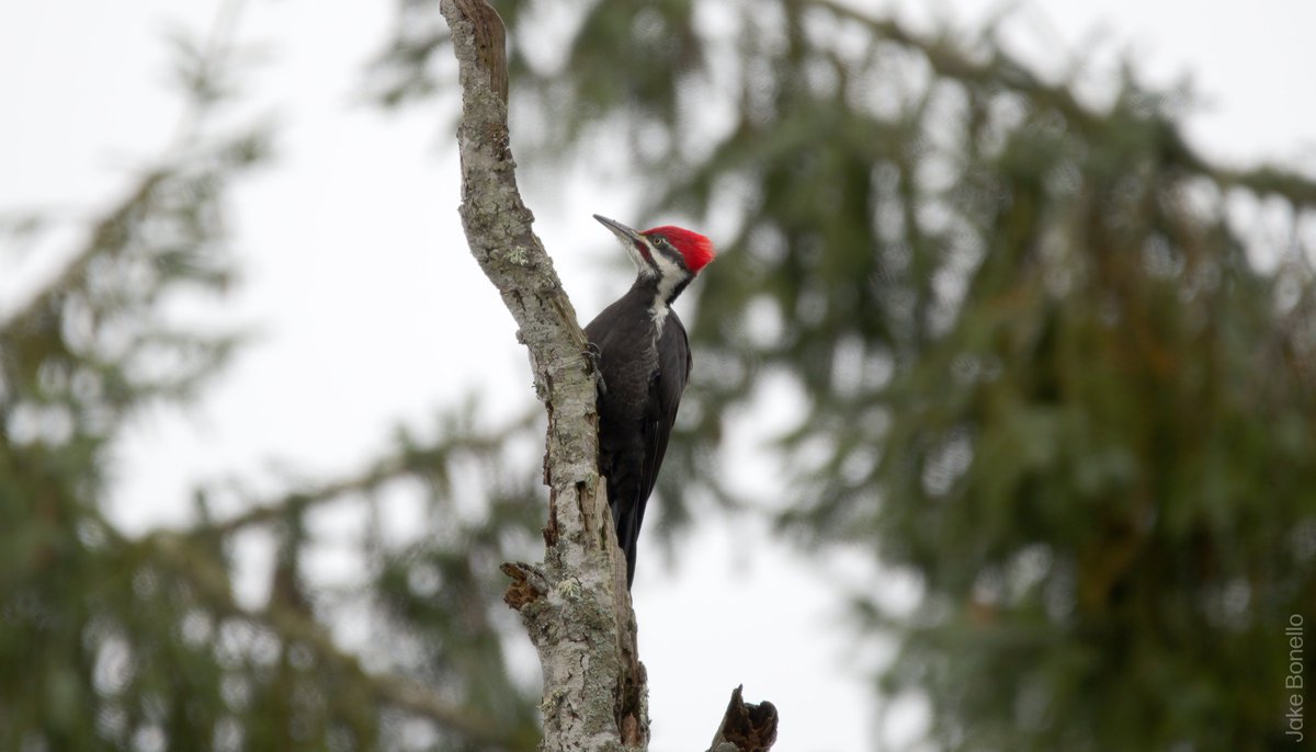 The Roberta Bondar Foundation tweet media
