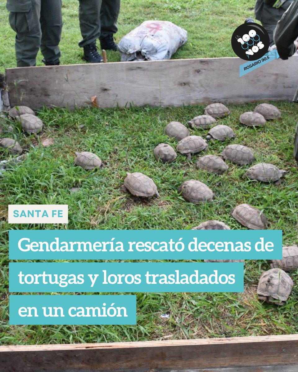🐢El control tuvo lugar en la ruta nacional N° 34, a la altura de Rafaela. Los animales estaban ocultos en bultos dentro del vehículo proveniente de Tucumán.