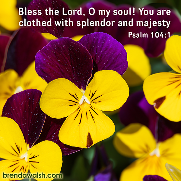 brendakwalsh's tweet photo. Today's Daily Scripture Picture: Creation's King
Psalm 104:1 – “Bless the Lord, O my soul! You are clothed with splendor and majesty.”
#Christian #scripture #verse #verseoftheday #bibleverse #biblestudy #bibletext #powerful #majesty #awe #worship #holy #magnifiscent #God https://t.co/JgiimMvrJ9