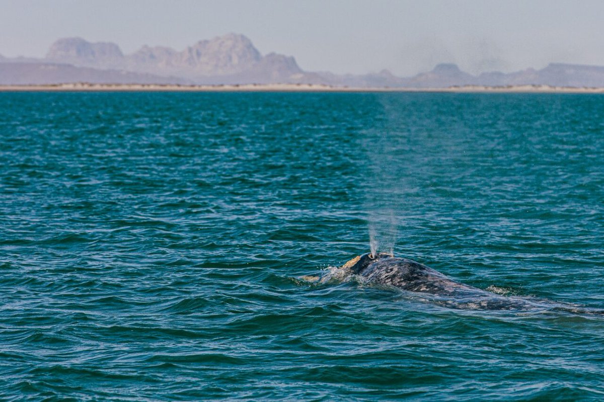 Crystal Cove Conservancy tweet media