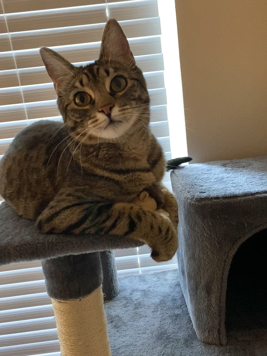 On 2/15 it will be one year since we brought this sweet, beautiful girl home. I love her so much.